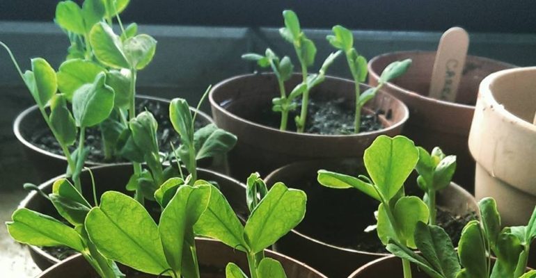 Planter fra DYRK Nørrebro. 